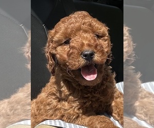 Goldendoodle (Miniature) Puppy for sale in HULL, IA, USA