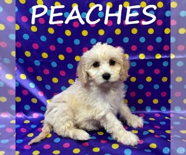 Medium Photo #1 Cockapoo (Miniature) Puppy For Sale in HARTLAND, MN, USA