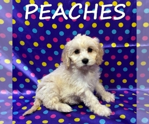 Cockapoo (Miniature) Puppy for sale in HARTLAND, MN, USA