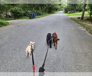 CreamPuff Chi3 *LOCAL* - Female Chihuahua-Unknown Mix Dog for Adoption - Photo #6