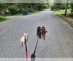 Small #5 Chihuahua Mix