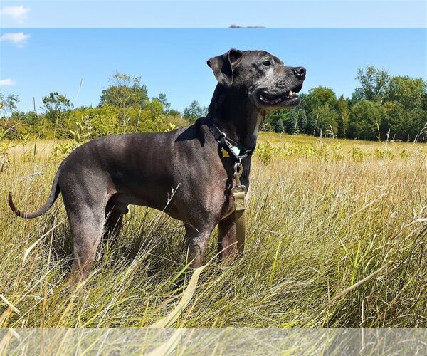 Medium Photo #3 Bullboxer Pit Puppy For Sale in Shell Lake , WI, USA