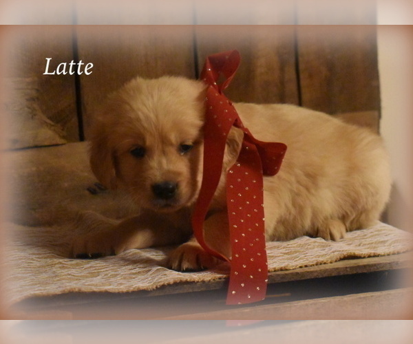 Medium Photo #1 Golden Retriever Puppy For Sale in WILLIAMSVILLE, VA, USA