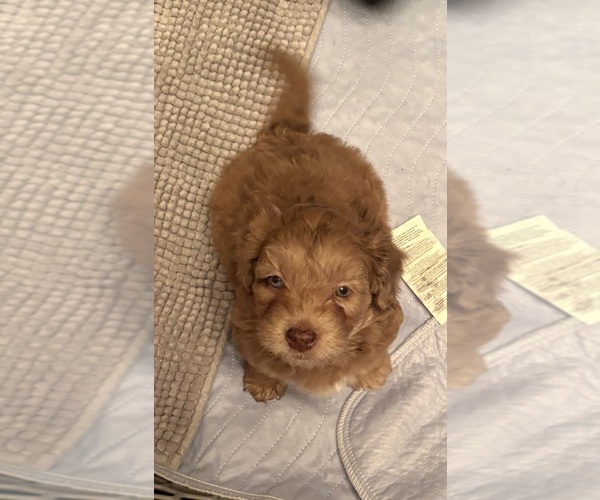 Medium Photo #8 Aussiedoodle-Labradoodle Mix Puppy For Sale in WAYNESFIELD, OH, USA