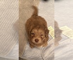 Small #7 Aussiedoodle-Labradoodle Mix