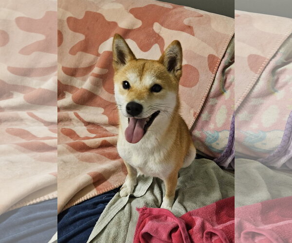 Medium Photo #2 Shiba Inu Puppy For Sale in Agoura Hills, CA, USA