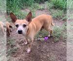 Small Chihuahua Mix