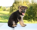 Small #3 German Shepherd Dog