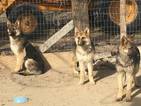 Small Photo #1 German Shepherd Dog Puppy For Sale in LOVELOCK, NV, USA