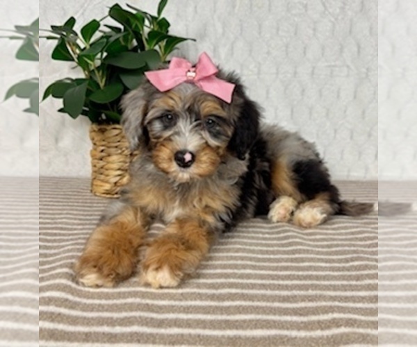 Medium Photo #5 Bernedoodle (Miniature) Puppy For Sale in GREENFIELD, IN, USA