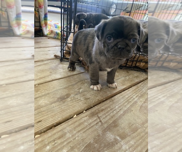 Medium Photo #2 Pug Puppy For Sale in TEMPLE, TX, USA