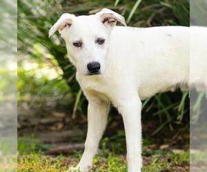 Australian Shepherd-Unknown Mix Dogs for adoption in Camarillo, CA, USA