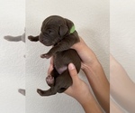 Small Photo #1 Labrador Retriever Puppy For Sale in TURLOCK, CA, USA