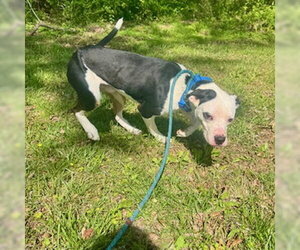 Mutt Dogs for adoption in Sparta, TN, USA