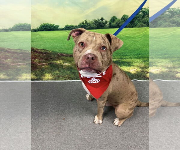 Medium Photo #4 Bullypit Puppy For Sale in Euless, TX, USA