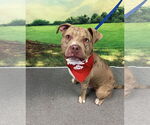 Small #3 Bullypit