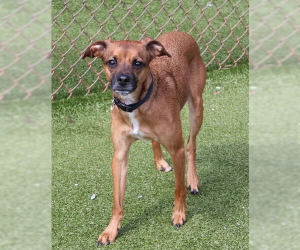 Medium Photo #1 Chihuahua-Unknown Mix Puppy For Sale in Rockaway, NJ, USA