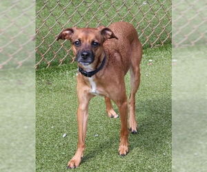 Chihuahua-Unknown Mix Dogs for adoption in Rockaway, NJ, USA