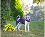 Small #1 Huskies -Pembroke Welsh Corgi Mix