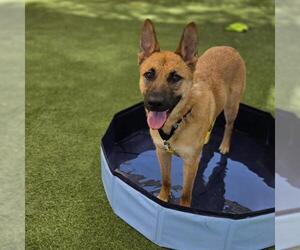 German Shepherd Dog-Unknown Mix Dogs for adoption in Las Vegas, NV, USA
