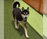 Small Siberian Husky Mix