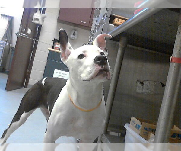 Medium Photo #1 Mutt Puppy For Sale in Fayetteville, NC, USA