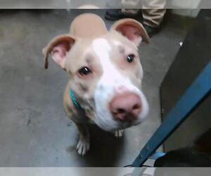 Mutt Dogs for adoption in Tulsa, OK, USA