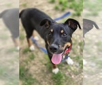 Small #3 Rottweiler Mix