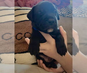 Boxer-Unknown Mix Dogs for adoption in Dumont, NJ, USA