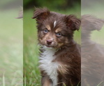 Small #3 Miniature Australian Shepherd