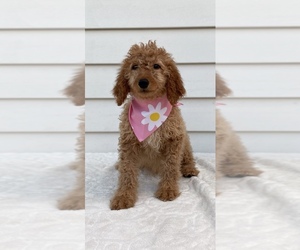 Goldendoodle-Poodle (Miniature) Mix Puppy for sale in ORLANDO, FL, USA
