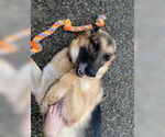 Small German Shepherd Dog