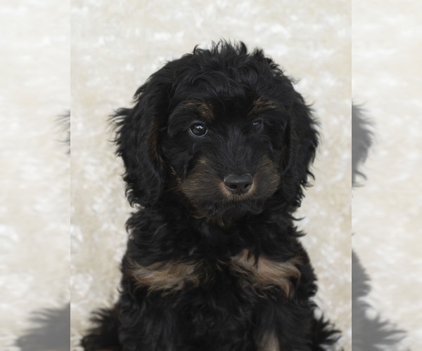 Medium Photo #6 Goldendoodle Puppy For Sale in TOPEKA, KS, USA