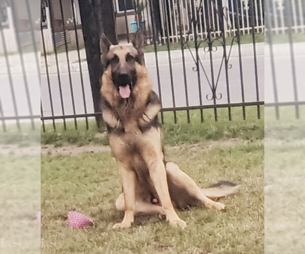Medium Photo #1 German Shepherd Dog-Unknown Mix Puppy For Sale in San Antonio, TX, USA