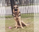 Small German Shepherd Dog Mix