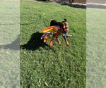 Small #20 Rottweiler Mix