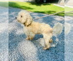 Small #1 Goldendoodle (Miniature)