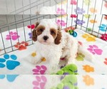 Small Cavapoo (Miniature)-Poodle (Toy) Mix