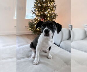 Labrador Retriever-Unknown Mix Dogs for adoption in Royal Palm Beach, FL, USA