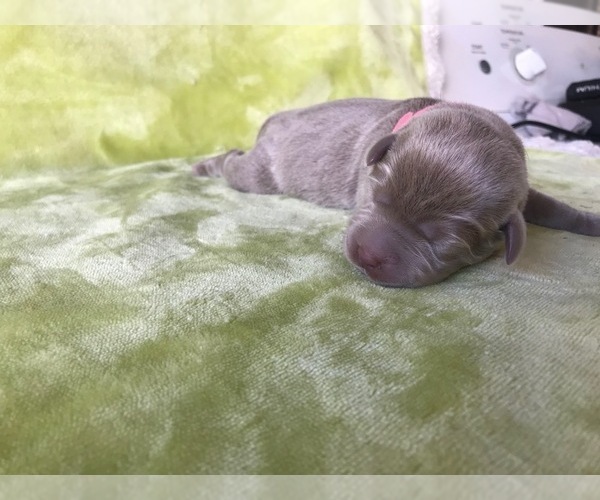 Medium Photo #1 Labrador Retriever Puppy For Sale in CARSON, CA, USA