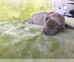 Small Photo #1 Labrador Retriever Puppy For Sale in CARSON, CA, USA