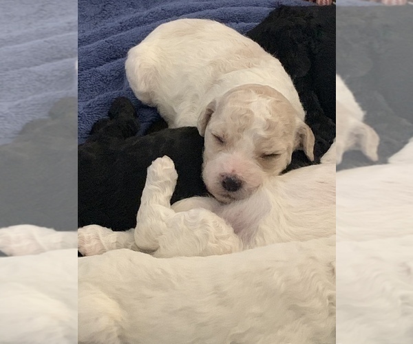 Medium Photo #3 Goldendoodle-Poodle (Standard) Mix Puppy For Sale in AND, SC, USA