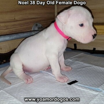 Medium Photo #22 Dogo Argentino Puppy For Sale in PINEVILLE, MO, USA