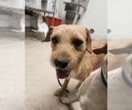 Small Parson Russell Terrier Mix