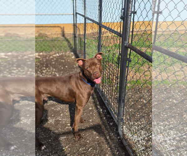 Medium Photo #1 Mutt Puppy For Sale in Crandall, GA, USA