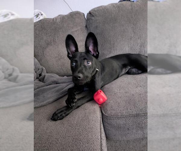 Medium Photo #1 Mutt Puppy For Sale in San Antonio, TX, USA