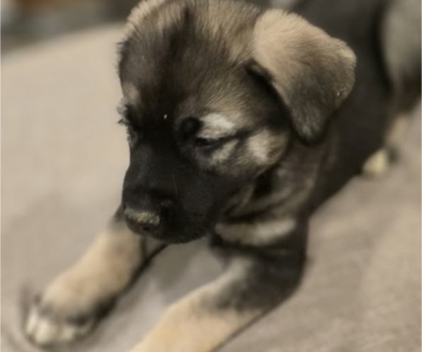 Medium Photo #5 Alaskan Malamute-Mastiff Mix Puppy For Sale in OMAHA, NE, USA