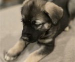 Small #4 Alaskan Malamute-Mastiff Mix