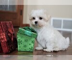 Small Photo #9 Maltese Puppy For Sale in ROCK VALLEY, IA, USA