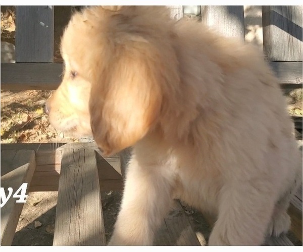 Medium Photo #2 Golden Retriever Puppy For Sale in CARSON, CA, USA